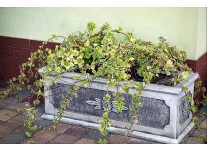 Bloempot Plantenbak Decoratie Natuurlijke Figuur Vaas Tuin Bloempotten
