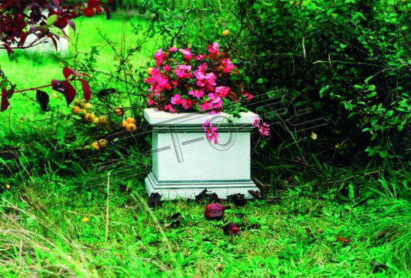 Bloempot plantenpoto