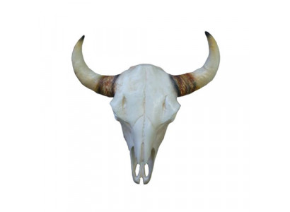 Stierenkop Wandsculpturen Hoogte 64 cm Decoratief Figuur Skelet Schedel