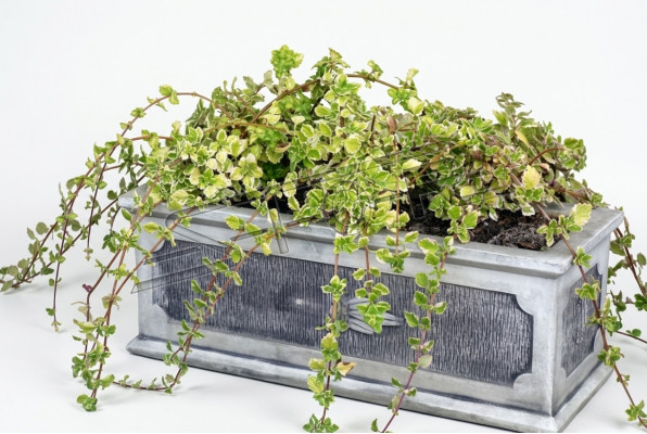 Bloempot Plantenbak Decoratie Natuurlijke Figuur Vaas Tuin Bloempotten
