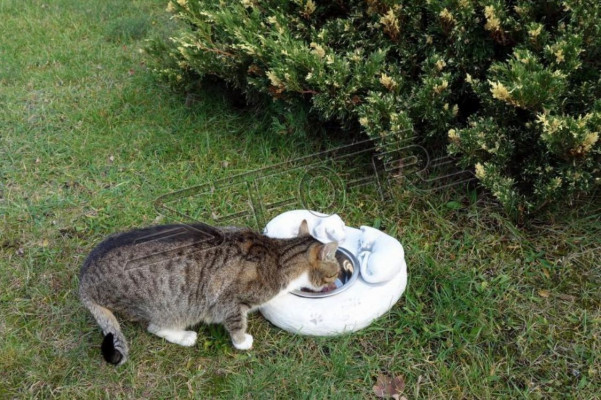 Water drinkfontein katten drinkbak container klant drinkvat